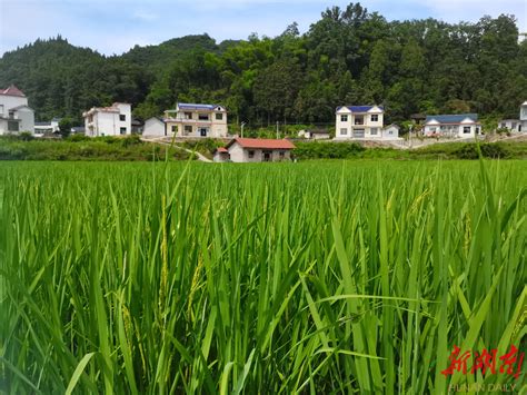 保靖县甘溪村：“多元驱动”锻造村集体经济新模式 湘西 新湖南