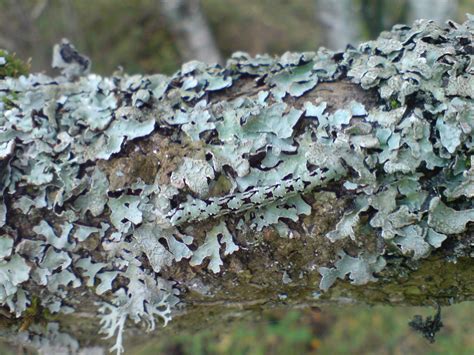 Scalloped Hazel caterpillar camouflage Evolution influenced by lichens | Camouflage, How to dry ...