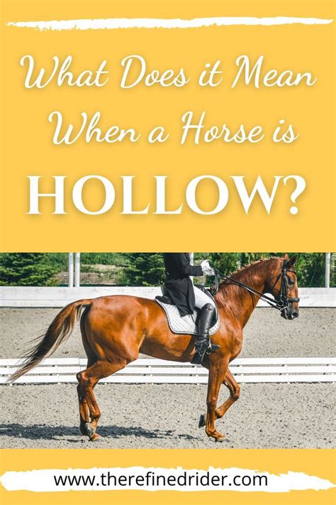 Learn What Is Means When Your Horse Is Hollow And How You Can Ride Your