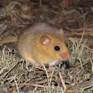 Hazel Dormouse - Facts, Diet, Habitat & Pictures on Animalia.bio