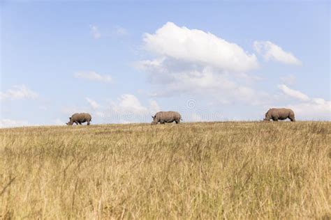 Rhino S Landscape Stock Photo Image Of Exploration Landscape 53544974