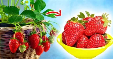 Comment Faire Pousser Des Fraises La Maison Toute L Ann E Les