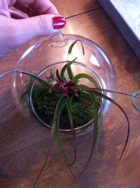 Air Plants With Moss And Glass Hanging Ball Plants Air Plants Glass