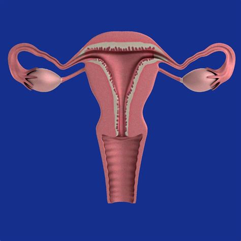 Download Uterus Apparatus Ovaries Royalty Free Stock Illustration Image Pixabay