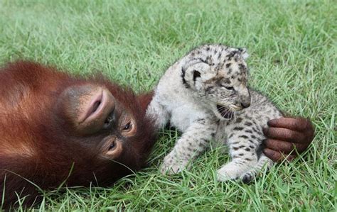 Lion Cubs with Their New Dad | Animals