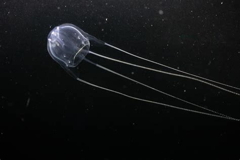 Is The Irukandji Jellyfish Deadly? - WorldAtlas