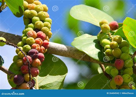 Ripening Sea Grapes Stock Photography - Image: 26404542