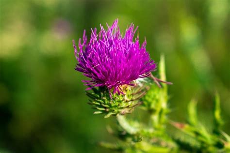 Milk Thistle Side Effects TreasureNatural