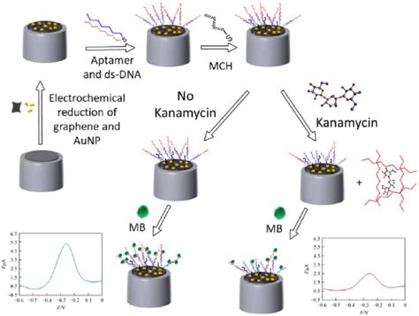 Aptasensor Preparation And Proposed Principle For Kanamycin Detection Download Scientific