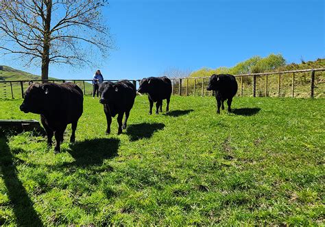 2023 Spring Sale Turihaua Angus