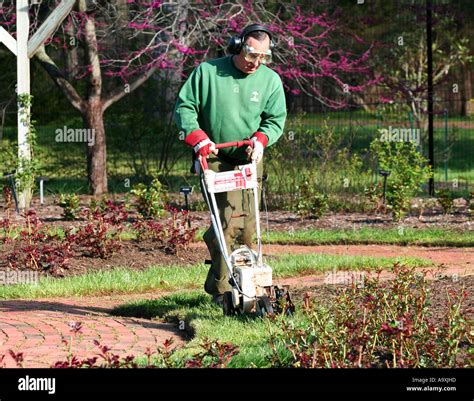 A Park Worker Trimming The Rose Beds With A Power Trimmer Stock Photo