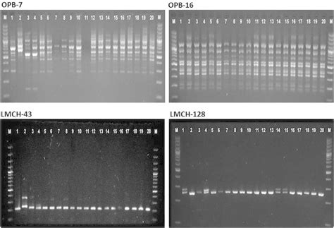 Dna Amplification Profile Of Rapd Opb And Opb And Ssr Lmch