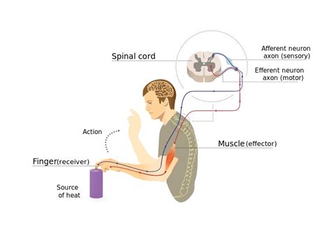 What Is The Difference Between Somatic And Visceral Reflex Pediaacom
