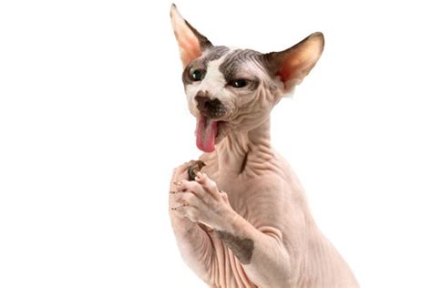 Cute Hairless Cats