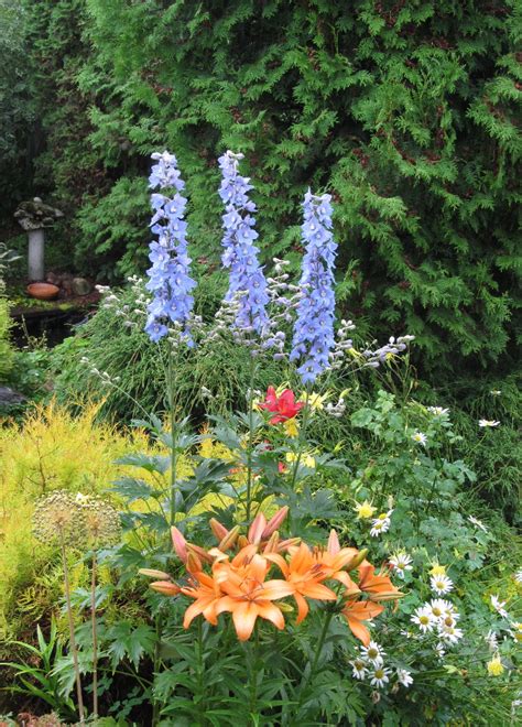 Nadezda's Home and Garden: Дельфиниум