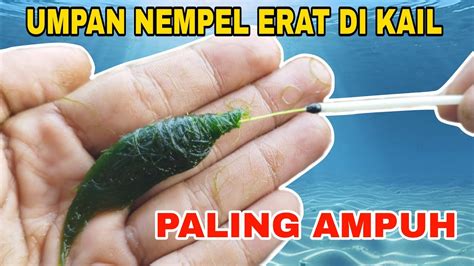 Tutorial Cara Membuat Rangkaian Pancing Ikan Nila 2 Kail Umpan Lumut