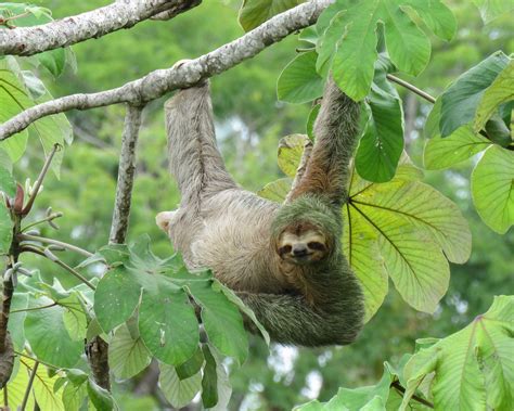 Sloth With Down Syndrome