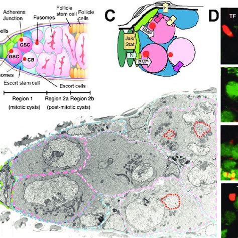 The Germ Line Stem Cell Niche A Diagram Of A Drosophila Germarium