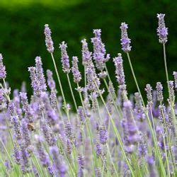 Alle Planten Lavandula X Intermedia Fragrant Memories