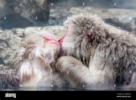 Snow Monkeys Bathing In A Hot Spring Stock Photo Alamy