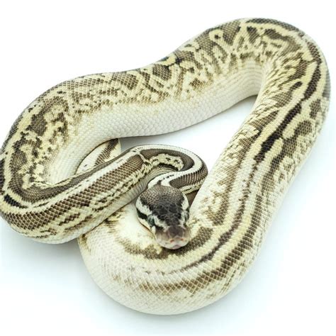 Calico Leopard Pastel Yellow Belly Ball Python By Forrester Reptiles