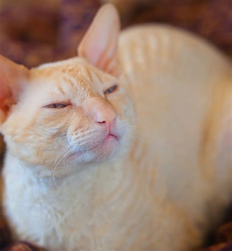 15 Orange Cat Breeds You Should Know – PureWow