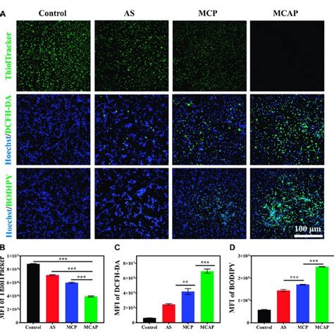 Intracellular Oxidative Stress Amplification Of MCAP NPs A