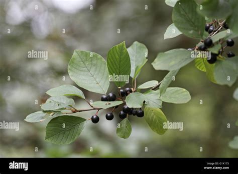 Alder buckthorn Frangula alnus berries Stock Photo - Alamy