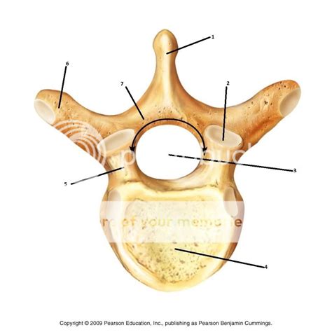 2014 Anatomy of a Vertebra Quiz - By KellyHarrison