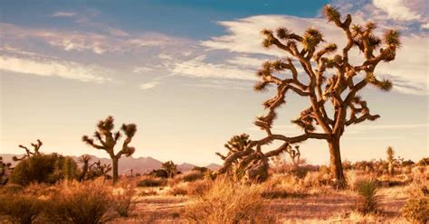 Mojave Desert Animals Plants And Interesting Facts