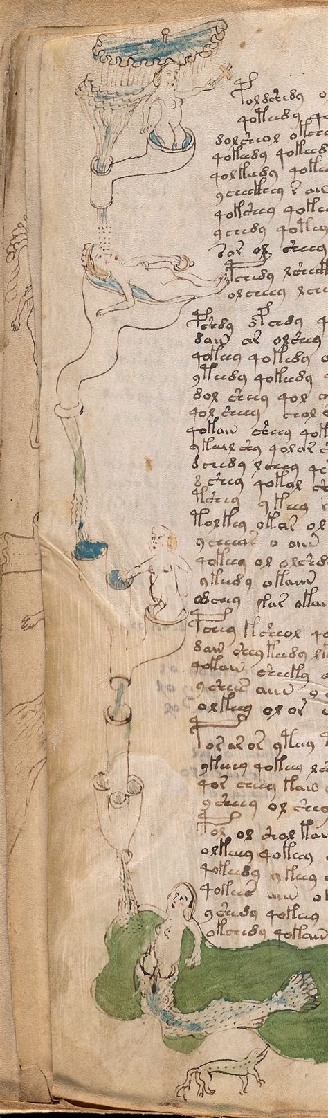 Sex And Procreation In The Voynich Manuscript Voynich Portal