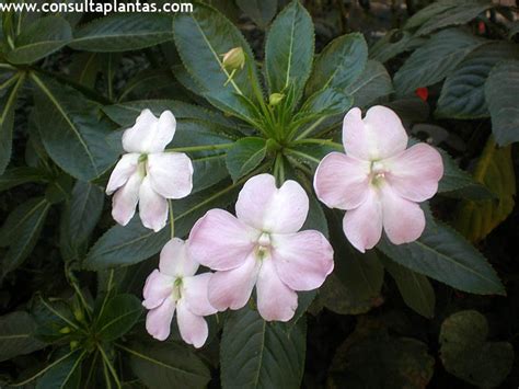 Impatiens Sodenii O China Gigante Cuidados