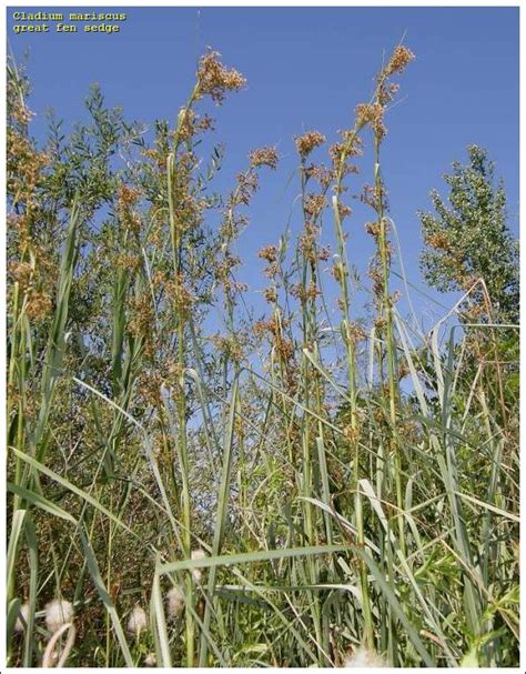 Great Fen Sedge 23057 English Common Name Cladium Mariscus