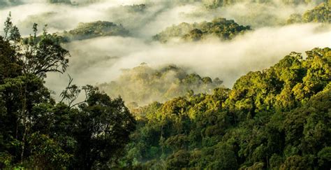 Best Waterfall Trail In Nyungwe Forest 2023 2024 Laba Africa