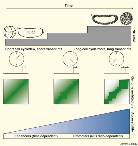 The Maternal To Zygotic Transition Current Biology