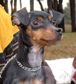 Is A Manchester Terrier The Same As A Miniature Pinscher