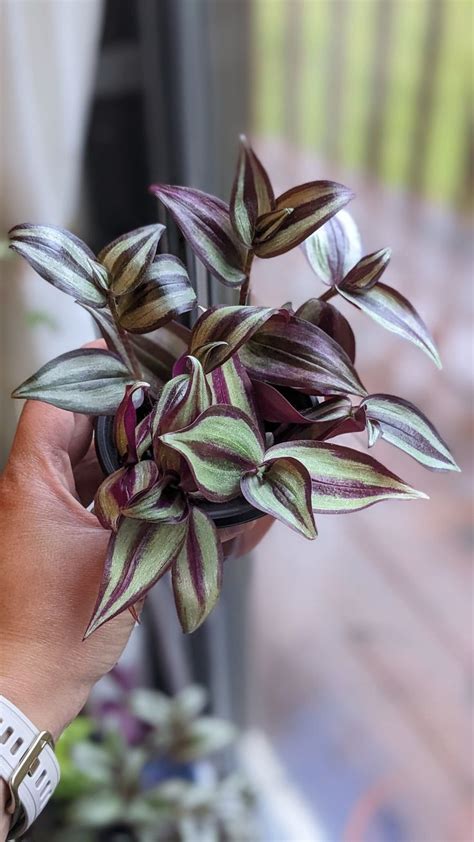 Tradescantia Zebrina Burgundy Wandering Dude Spiderwort Live Plant 3