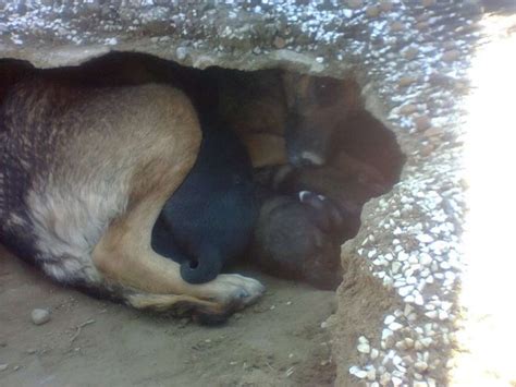 Todos Pensaron Que El Perro Estaba Llorando La Muerte De Su Amo Pero