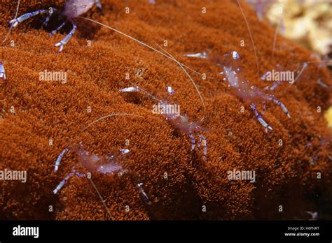 coral life diving Indonesia Sea Ocean Stock Photo - Alamy