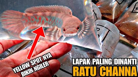 Yellow Spot Nya Bikin Ngileerrrr Gaskeeuuunn Update Harga Ikan