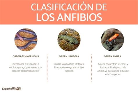 Tipos De Anfibios Clasificaci N Nombres Y Ejemplos