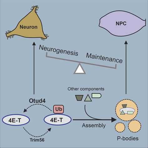 Ubiquitination And Deubiquitination Of E T Regulate Neural Progenitor