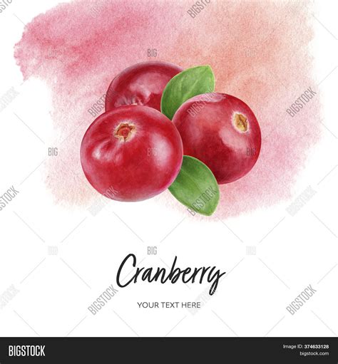 Cranberry Composition Image And Photo Free Trial Bigstock