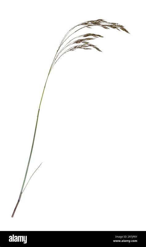Wavy Hair Grass Deschampsia Flexuosa Stock Photo Alamy