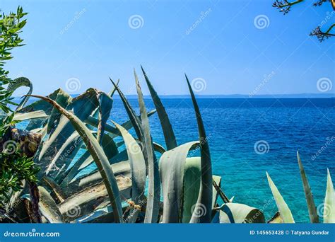 Adriatic coast of Croatia stock photo. Image of ocean - 145653428