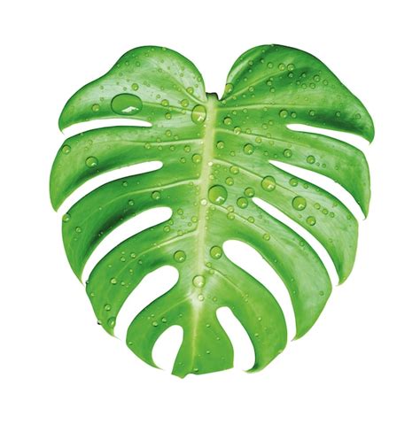 Premium Photo Monstera Deliciosa Tropical Leaf And Water Drop