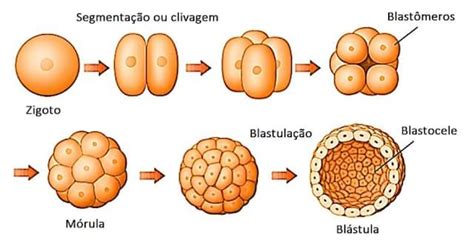 Embriologia Mettzer