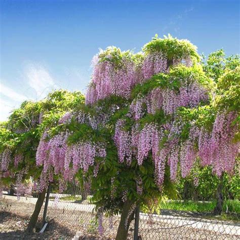 Bolusanthus Speciosus Tree Wisteria Buy Australian Seed