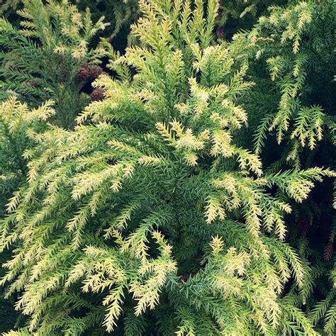 Buy Japanese Cedar Cryptomeria Japonica Sekkan Sugi Delivery By