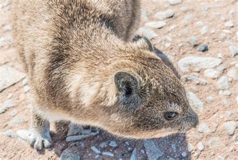 Cape Grey Mongoose The Top Of Table Mountain Is Prime Terr Flickr